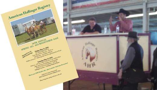 American Haflinger Registry Sale